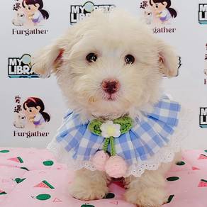 Maltipoo