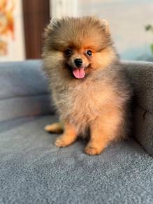 pomeranian available. 