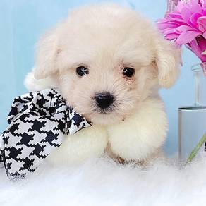 Poodle