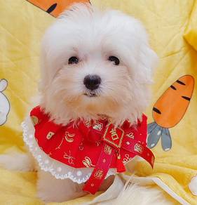 Maltese