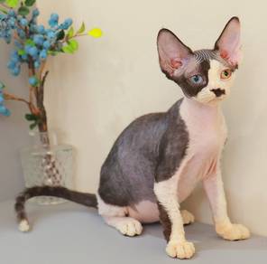 devon rex