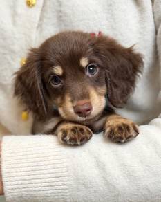 Long hair Dachshund - 20