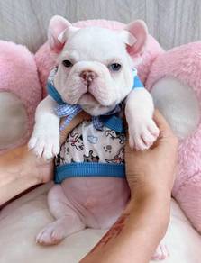 FRENCH BULLDOG PUPPIES VIP272🌻Cute & Healthy Boy