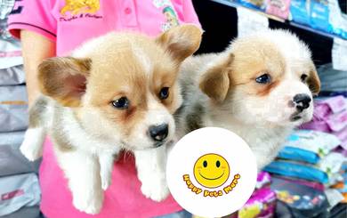 HHq_BG8812 Welsh Corgi little puppies dogs