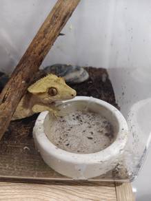 crested gecko