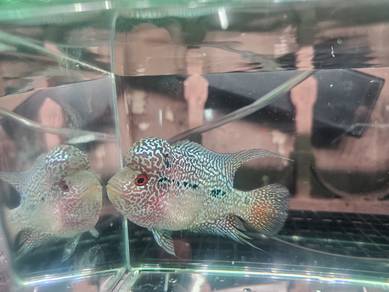 Flowerhorn kamfa