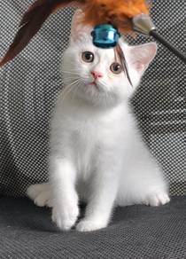 British shorthair Jantan