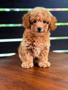 Cavapoo 