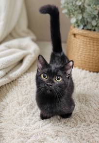 Black Beauty Munchkin Pure Kaki Pendek Betina