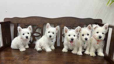 Westie pureBreed Male & Female Puppies