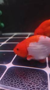 ranchu saiz 4 dan 5 inci 