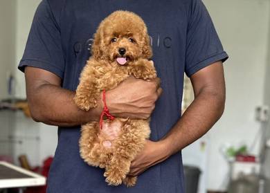 cavapoo2
