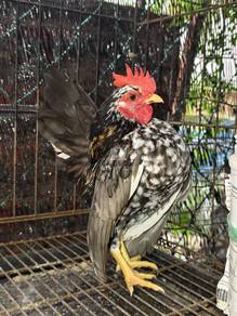 Ayam Serama