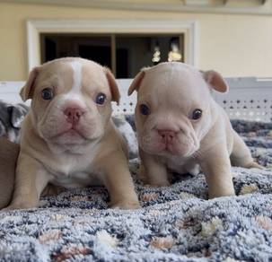 FRENCH BULLDOG PUPPIES F151 Cute Puppy