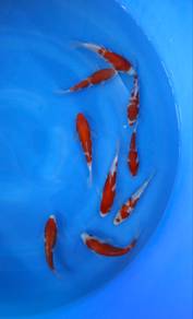 Japanese koi