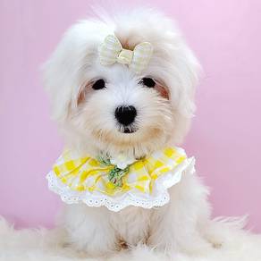 Maltese