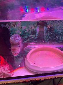FlowerHorn Big Kok Kamfa