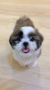 A41 Tiny Shih Tzu Puppy