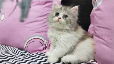 Fluffy Persian Kitten – Doll Face