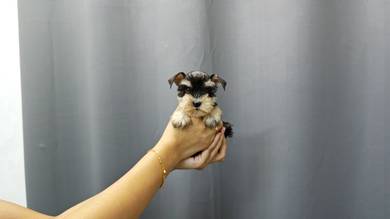 SS6888 Mini Schnauzer black silver #MKA puppy