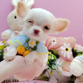 Chihuahua