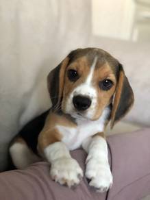 Waggy Beagle Charming Curious Nose Puppy Dog