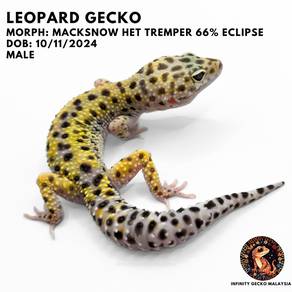 Leopard Gecko Malaysia Macksnow Het Tremper 豹纹守宫