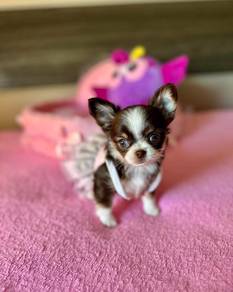 apple head Chihuahua o