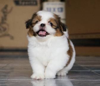 SHIH TZU PUPPIES A367🌻 Small Dog Male