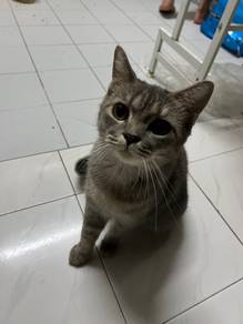 british short hair