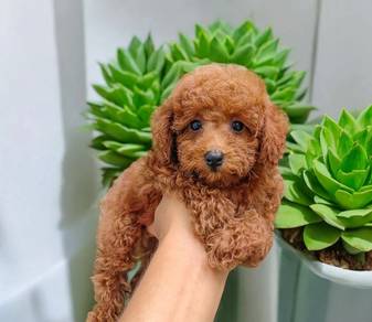 cavapoo puppy11