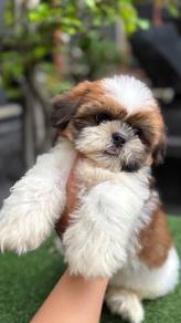 shihtuz 7