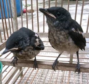 burung murai