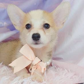 Corgi