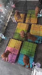 3 days PROMO Toy Poodle (4M2F) 纯种贵宾特价 只限JB区