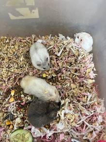 winter whate hamster