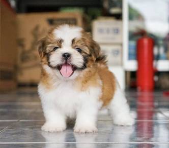 SHIH TZU PUPPIES A365🌻 Small Dog Available Girl