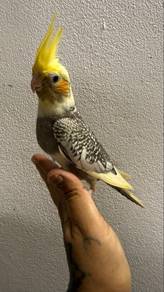 Burung cockatiel Jinak