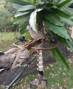 jebak kayu