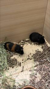 Guinea pig for sale