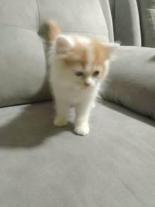 anak kucing tuk dijual