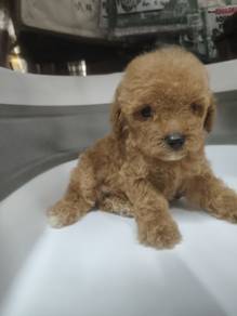 toy poodle 