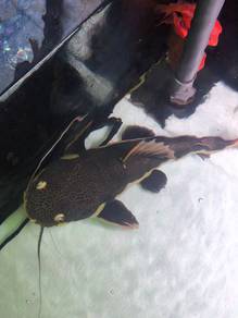 Cat Fish/RTC