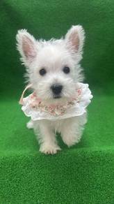 WestieFemale GF-3Dob : 20-05-26