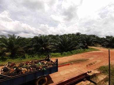 Agricultural Land in Kuantan, PHG