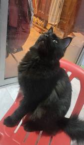Mainecoon 