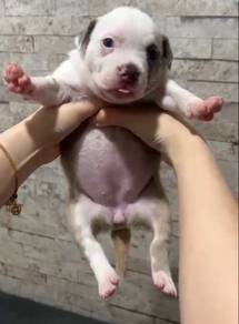 Bully F2