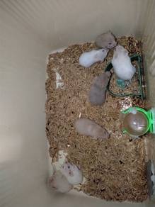 Hamster 