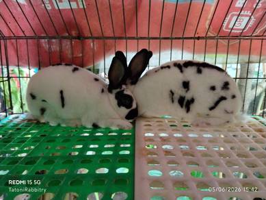 Arnab Minirex Rabbit