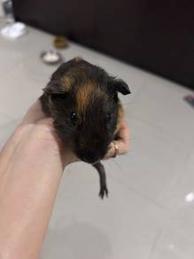 Guinea pig